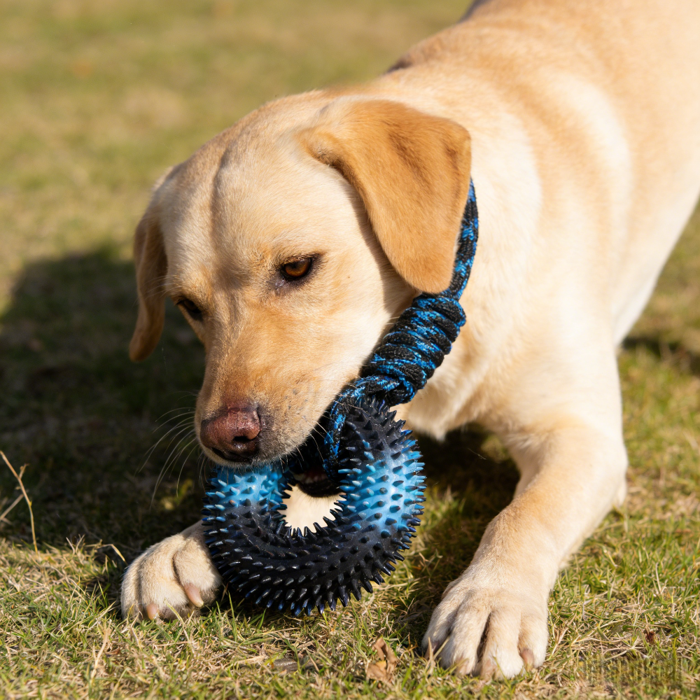 Interactive Tug Chew Toy: Knot - Spike Ball Game のレビューと価格